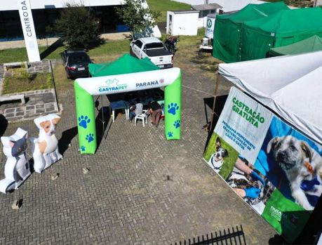 Castrapet em Umuarama: cirurgias grátis para cães e gatos Castrapet em Umuarama: cirurgias grátis para cães e gatos