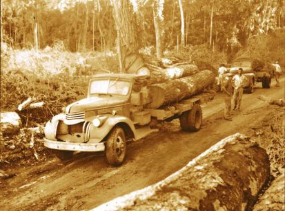 Tudo começou com a destruição de uma gigante floresta... 