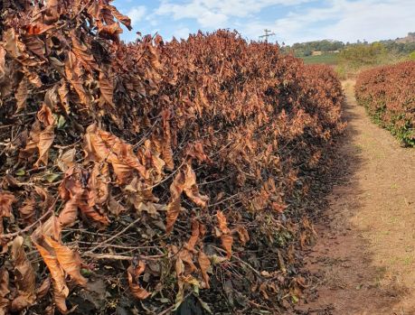A ‘Geada Negra’ destruiu a cafeicultura. E assim surgiu retumbante a pecuária... A ‘Geada Negra’ destruiu a cafeicultura. E assim surgiu retumbante a pecuária...