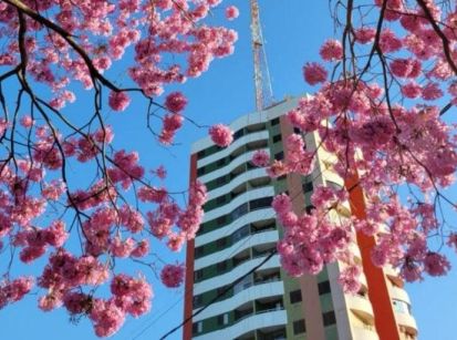 A BELA FLOR QUE SIMBOLIZA A CAPITAL DA AMIZADE!