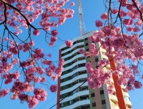 A BELA FLOR QUE SIMBOLIZA A CAPITAL DA AMIZADE! A BELA FLOR QUE SIMBOLIZA A CAPITAL DA AMIZADE!