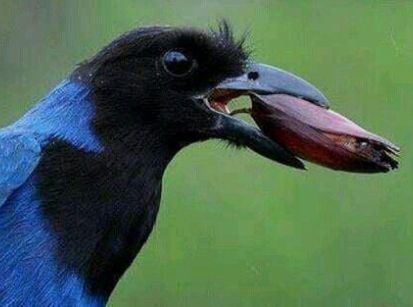 GRALHA AZUL, A LINDA AVE QUE EMBELEZA A HISTÓRIA DE UMUARAMA!