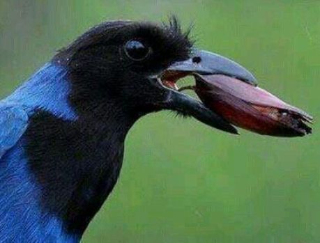 GRALHA AZUL, A LINDA AVE QUE EMBELEZA A HISTÓRIA DE UMUARAMA!