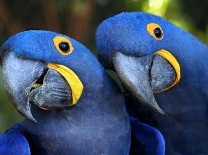 AS ARARAS AZUIS COLORIAM OS NOSSOS BOSQUES...