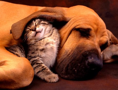 SAAU promove neste sábado a Feira de Adoção de Animais SAAU promove neste sábado a Feira de Adoção de Animais