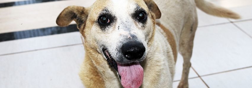 Pipoca, o sorridente ‘amicão’   