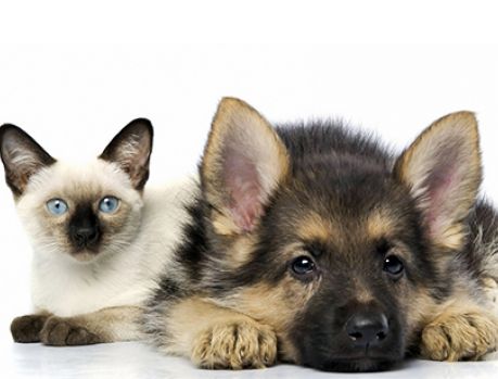 Estudantes de Direito fazem vaquinha e bancam castração de animais Estudantes de Direito fazem vaquinha e bancam castração de animais