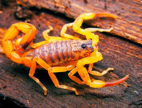 Aranhas, escorpiões e serpentes causam medo nas cidades! Aranhas, escorpiões e serpentes causam medo nas cidades!
