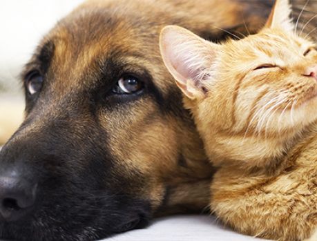 Empresas deduzirão do IR doações a entidades protetoras dos animais Empresas deduzirão do IR doações a entidades protetoras dos animais