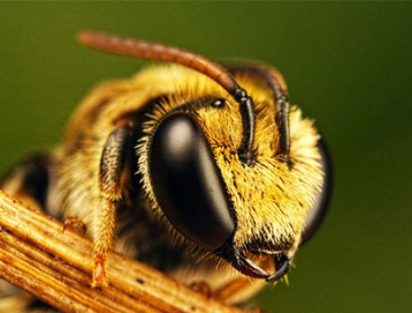 A abelha foi declarada o ser vivo mais importante do planeta! A abelha foi declarada o ser vivo mais importante do planeta!