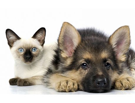 Estudantes de Direito fazem vaquinha e bancam castração de animais Estudantes de Direito fazem vaquinha e bancam castração de animais