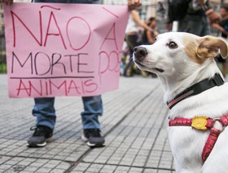 Câmara aumenta pena de maus-tratos contra animais e zoofilia   