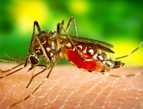 Alerta geral: Cuidado!!! O Paraná está ‘infestado’ de mosquitos! Alerta geral: Cuidado!!! O Paraná está ‘infestado’ de mosquitos!