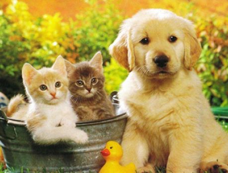 Em fevereiro tem Feirinha de Adoção de Animais da SAAU no Lago Em fevereiro tem Feirinha de Adoção de Animais da SAAU no Lago