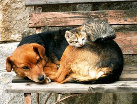 Domingo tem Feirinha de Adoção de Animais no Lago Aratimbó Domingo tem Feirinha de Adoção de Animais no Lago Aratimbó