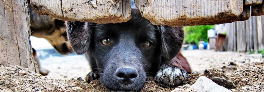 Cadeia para quem maltratar animais!