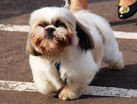 Em março acontecerá a 5ª Cãominhada em Umuarama Em março acontecerá a 5ª Cãominhada em Umuarama