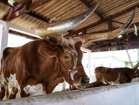 Umuarama, a Capital do Boi: Belos animais na Expo Umuarama