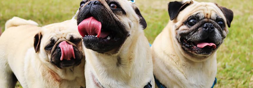 O desfile da beleza e da graça canina