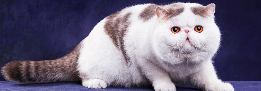 Os gatos dão mais vida à nossa vida!