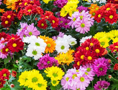 Planalto tem lindas flores para o Dia de Finados Planalto tem lindas flores para o Dia de Finados