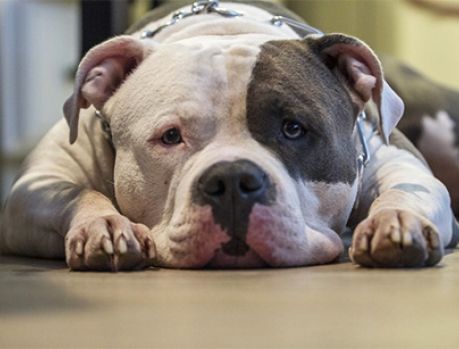 5 anos de cadeia para os selvagens que maltratam animais! 5 anos de cadeia para os selvagens que maltratam animais!