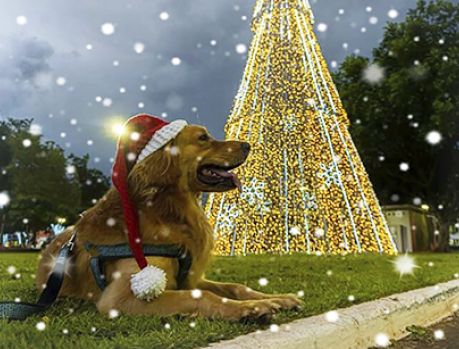Thor, o mascote do Natal de Umuarama!