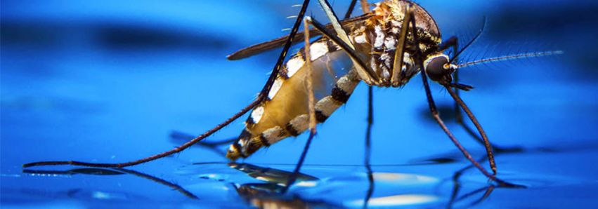É impossível acabar com a dengue!