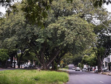 Conheça o Plano de Arborização de Umuarama e dê sugestões! Conheça o Plano de Arborização de Umuarama e dê sugestões!
