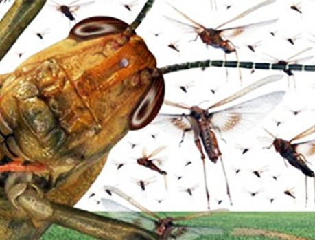 “Ciclone Bomba” impediu invasão da nuvem de gafanhotos ao Paraná! “Ciclone Bomba” impediu invasão da nuvem de gafanhotos ao Paraná!