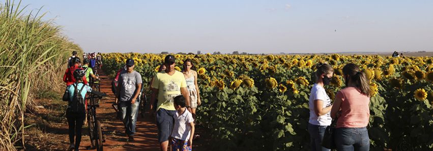 O imenso jardim de 300 mil girassóis
