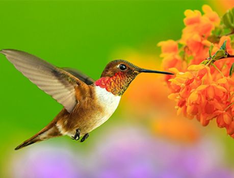 Adeus, inverno! Terça-feira começa a primavera! Adeus, inverno! Terça-feira começa a primavera!
