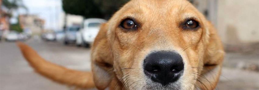 O cachorro mais amado do Brasil!