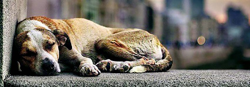 Denuncie crimes contra animais! (1)