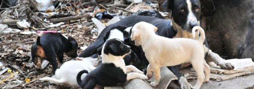 Denuncie crimes contra animais! (2)