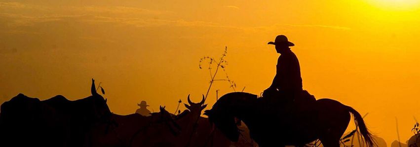 Censo Agropecuário em Umuarama