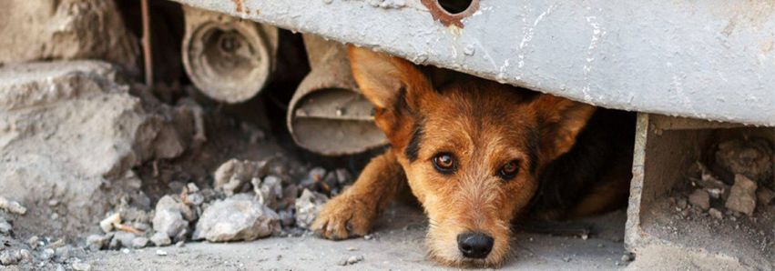 Equipe vai combater os crimes contra os animais no Paraná!!!