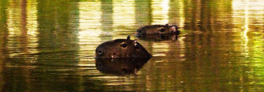Capivaras nadando felizes no Lago! 