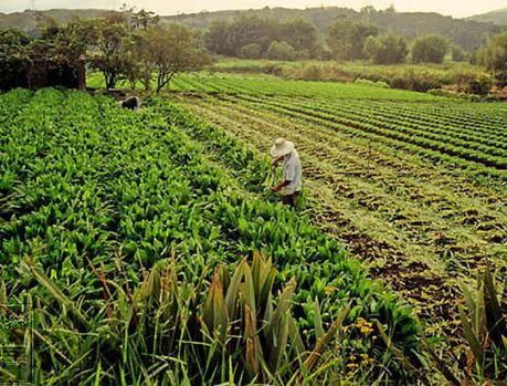 28 de Julho: Hoje é o Dia do Agricultor! 28 de Julho: Hoje é o Dia do Agricultor!