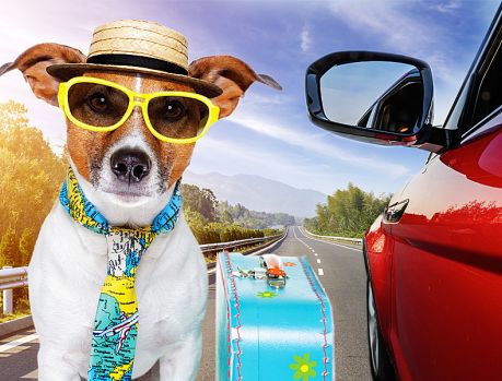 Médica Veterinária explica como transportar corretamente o pet durante a viagem de férias Médica Veterinária explica como transportar corretamente o pet durante a viagem de férias