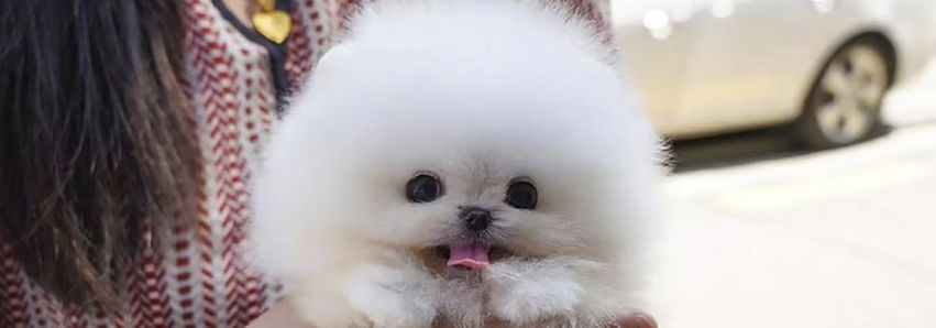 Bolinha de Neve, a pet star da internet! 