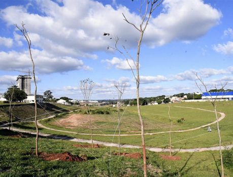 Plantando ipes, Prefeitura prepara o parque mais florido da cidade Plantando ipes, Prefeitura prepara o parque mais florido da cidade
