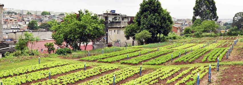 HORTAS URBANAS EM UMUARAMA 