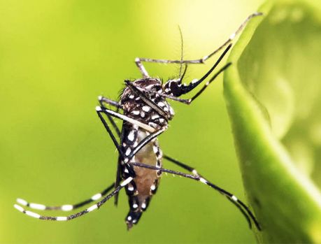 Umuarama tá surtada, dominada pela dengue... Umuarama tá surtada, dominada pela dengue...