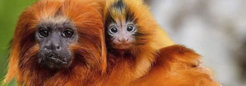 MACACO NÃO TRANSMITE VARÍOLA 