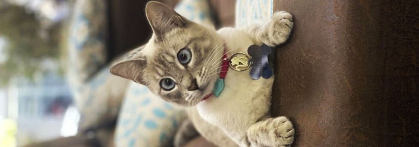 NALA FRANÇOLIN, A LINDA FELINA 