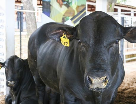 Tudo pronto para a abertura da maior Expo Umuarama da história Tudo pronto para a abertura da maior Expo Umuarama da história