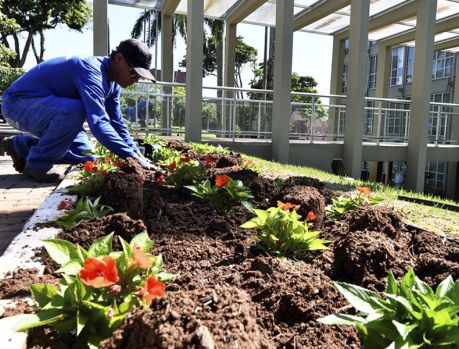 18 mil flores vão colorir Umuarama! 18 mil flores vão colorir Umuarama!