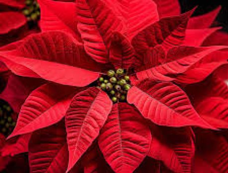 A FLOR DO NATAL PARECE A ESTRELA DE BELÉM