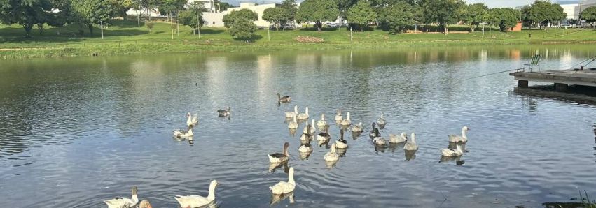 PATOS DO LAGO ESTÃO EM PERIGO!